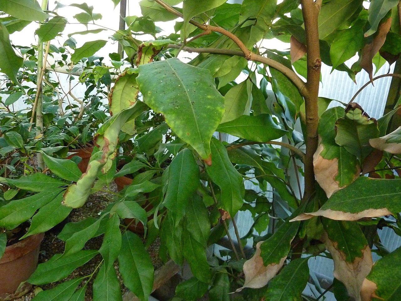 Litchi chinensis, Lychee — spreading evergreen (Sapindaceae) (image 10 of 10)