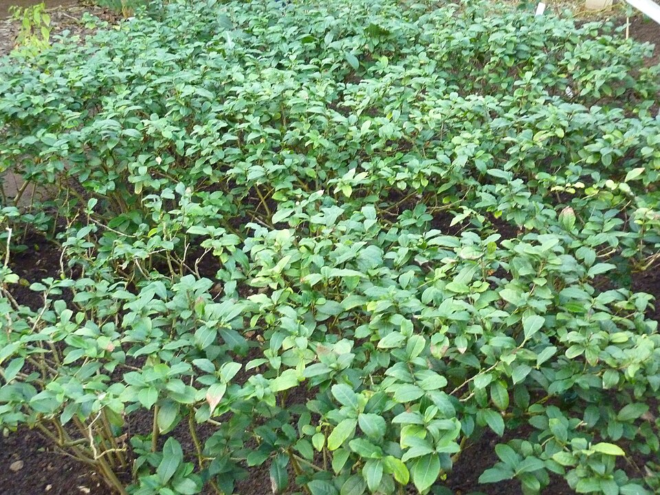 Camellia sinensis (Tea Plant) (alternate view 9)