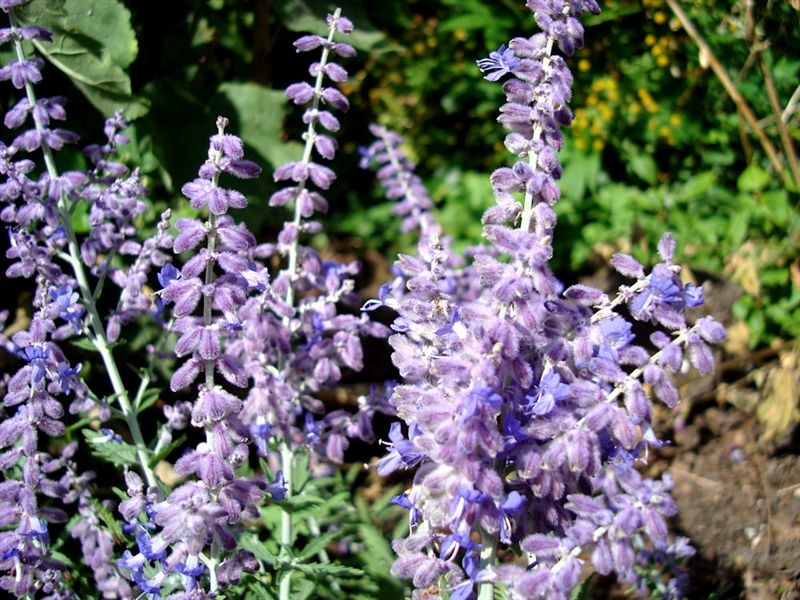 Salvia yangii (Russian Sage) (alternate view 11)
