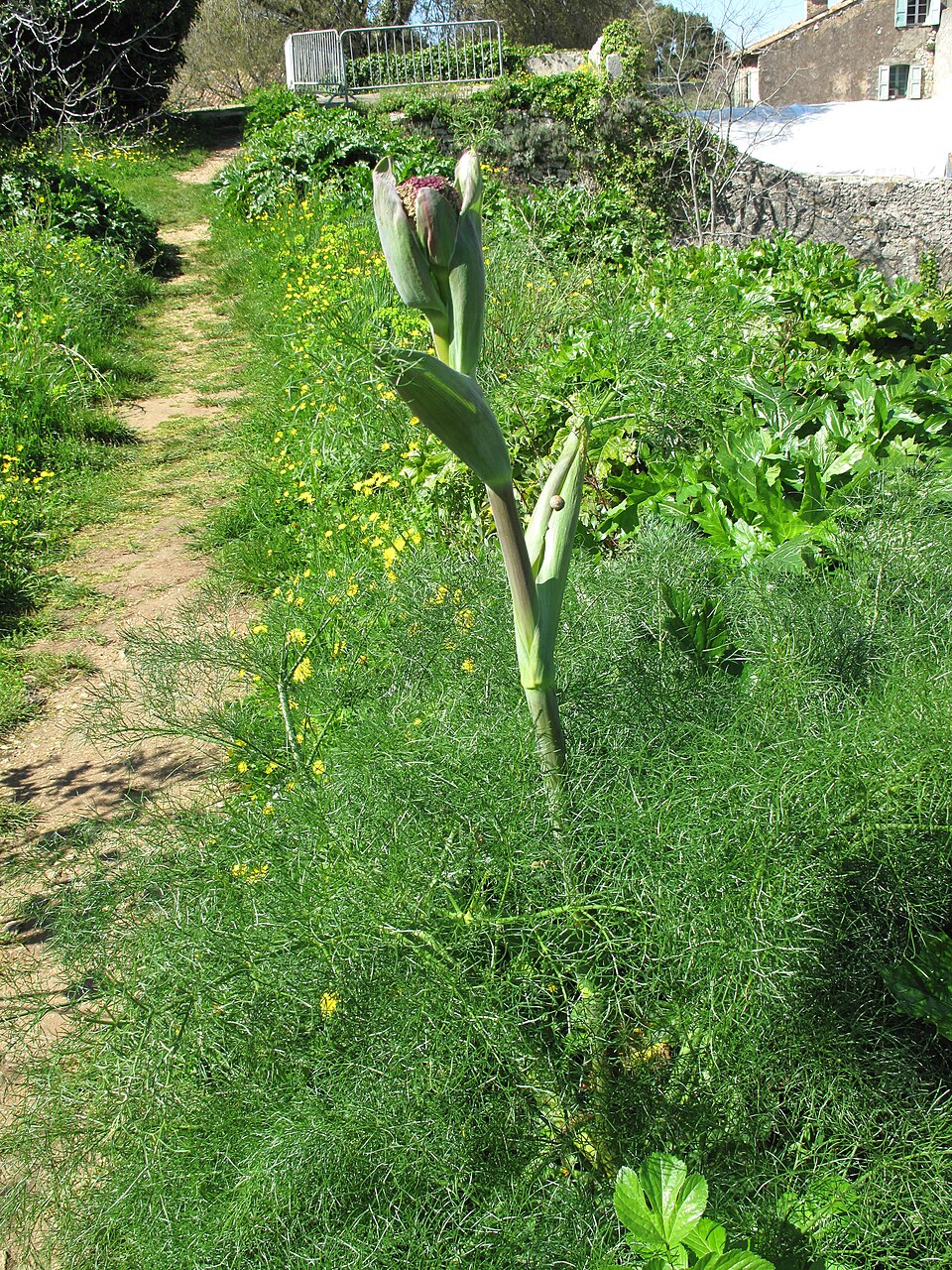 Angelica (angelicas)