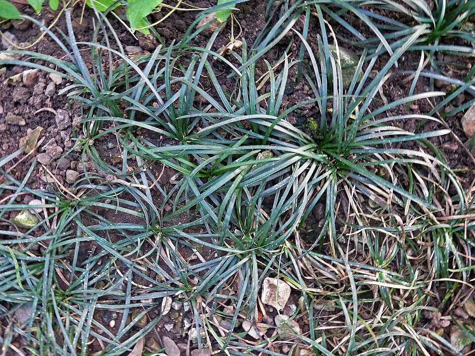 Ophiopogon japonicus (Mondo Grass) (alternate view 7)