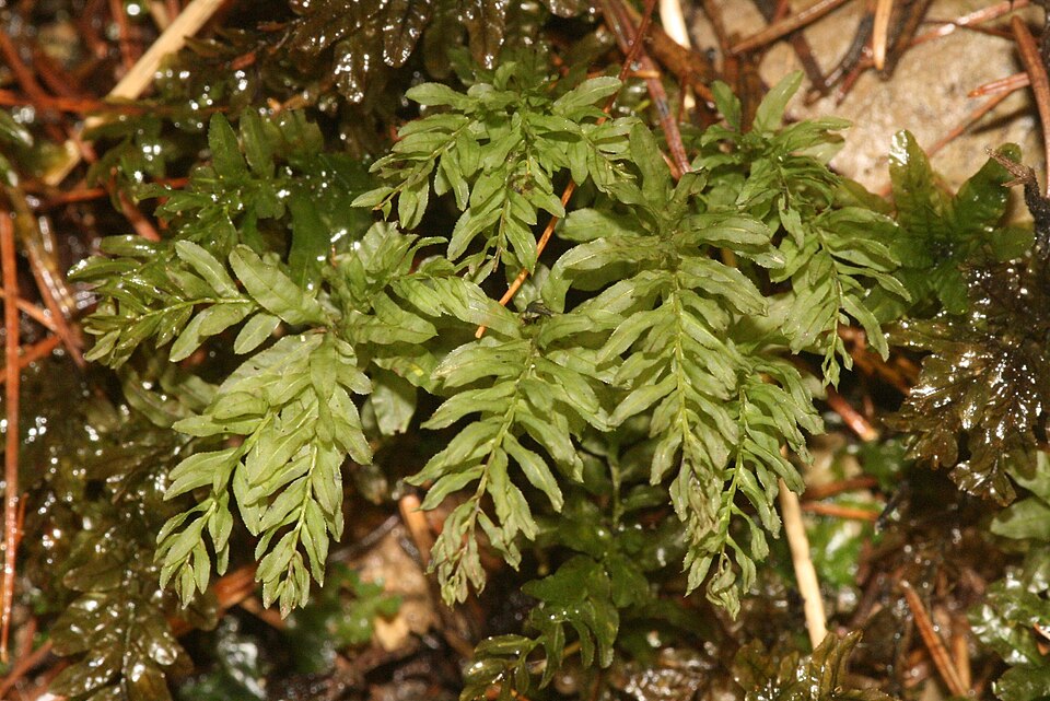 Plagiomnium undulatum (Palm-tree Moss)