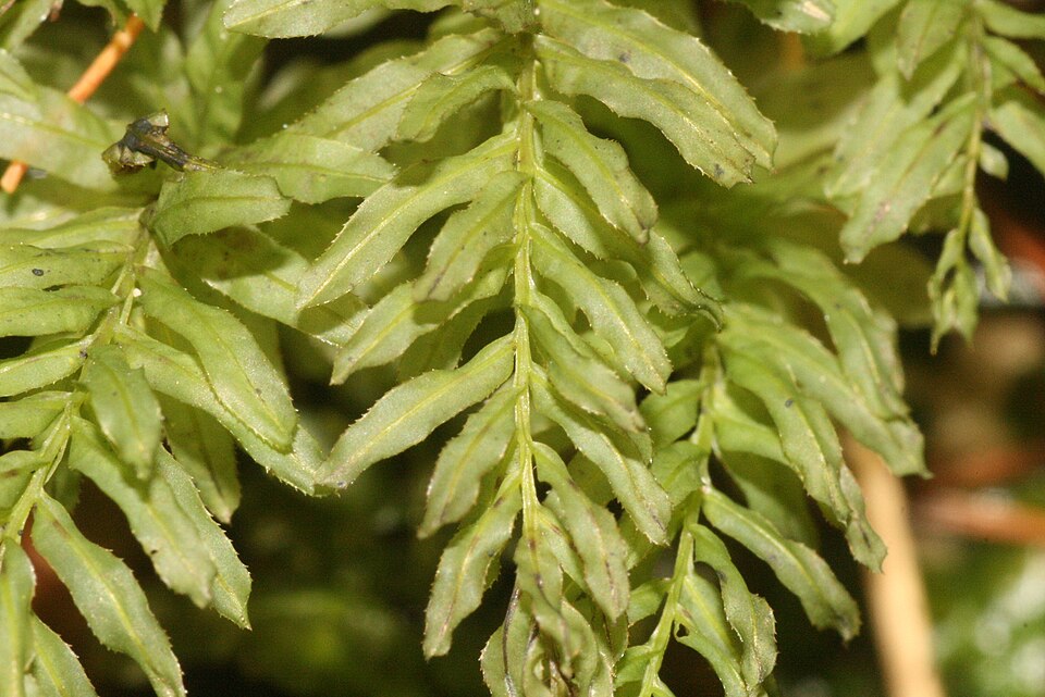 Plagiomnium undulatum (Palm-tree Moss)