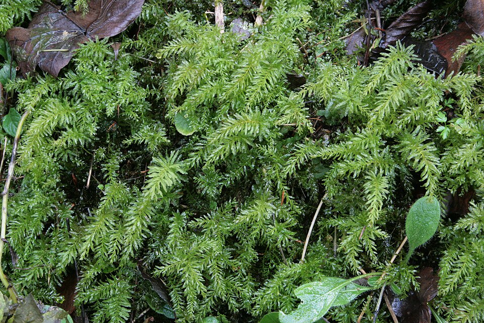 Plagiomnium undulatum (Palm-tree Moss)