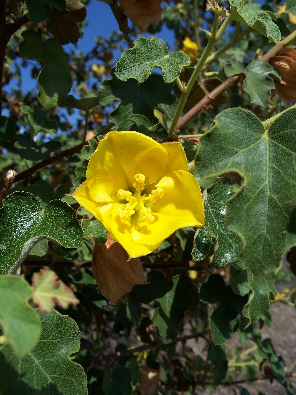 Fremontodendron californicum (California flannelbush) (alternate view 10)