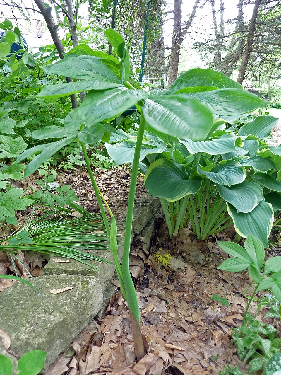 Arisaema dracontium (green dragon) (alternate view 7)