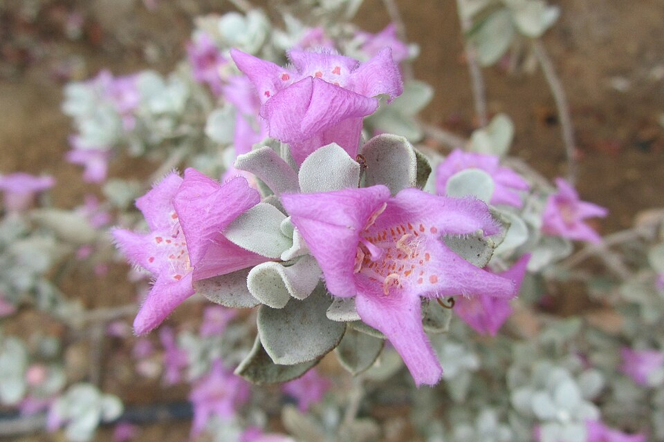 Leucophyllum (silverleaves)