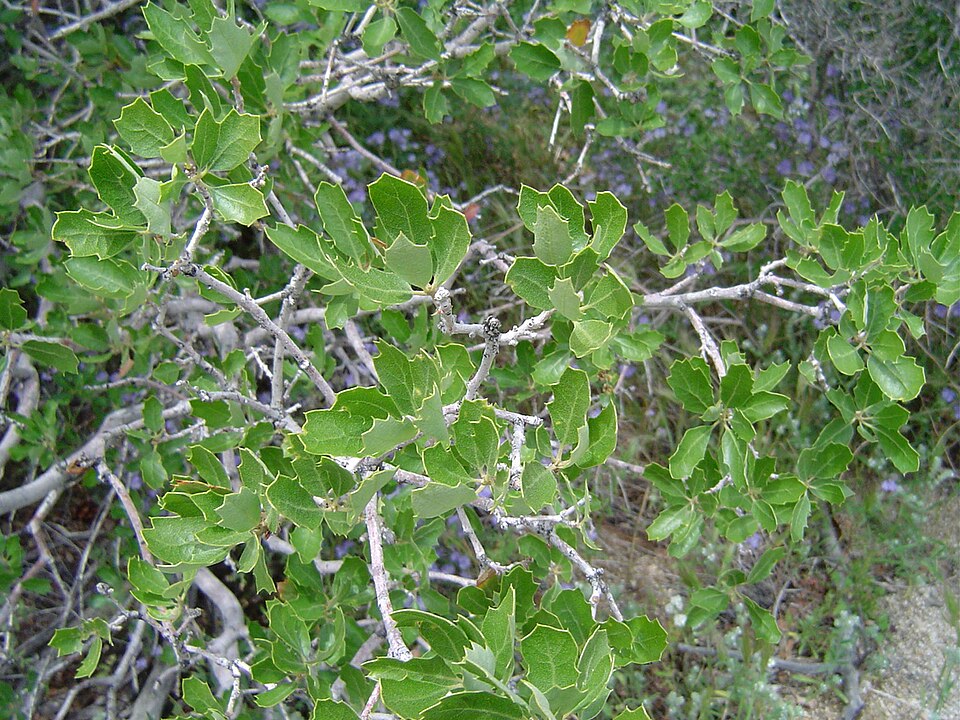 Quercus berberidifolia (California scrub oak)