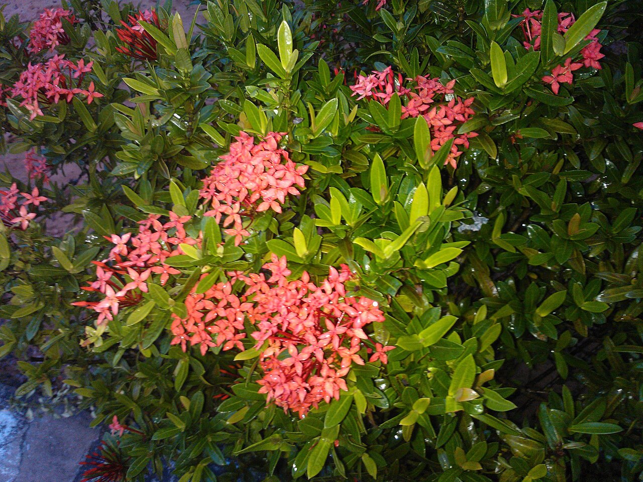 Ixora chinensis, Chinese ixora — upright evergreen (Rubiaceae) (image 4 of 8)