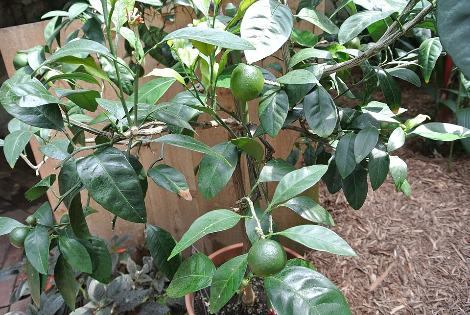 Citrus unshiu 'Owari' (Owari Satsuma Mandarin)