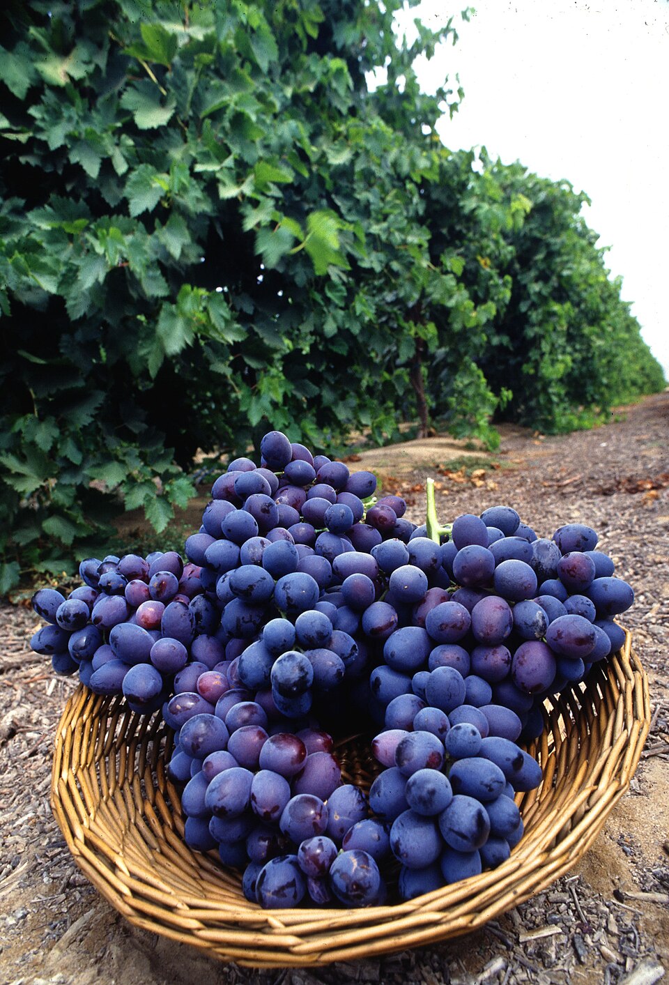 Vitis labrusca (fox grape) (alternate view 5)