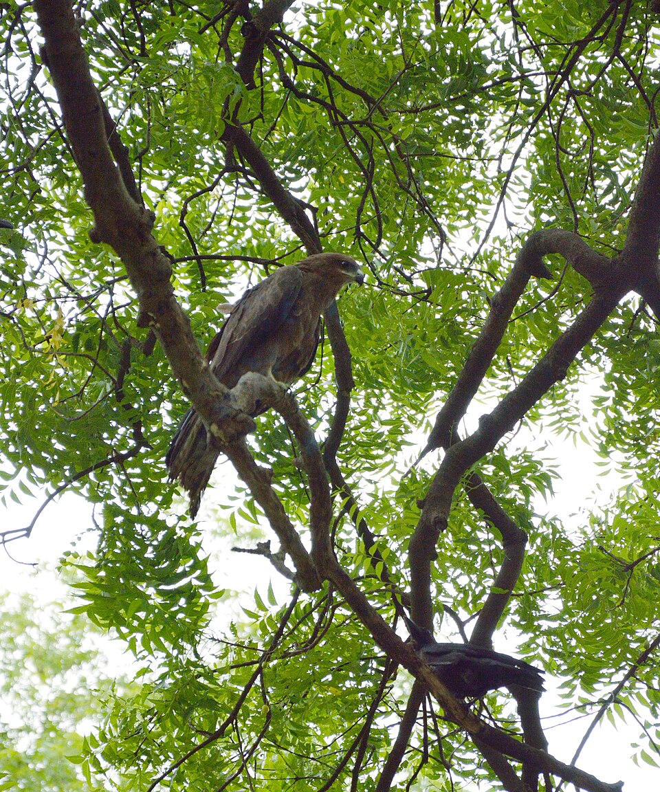 Azadirachta indica (Neem Tree) (alternate view 5)