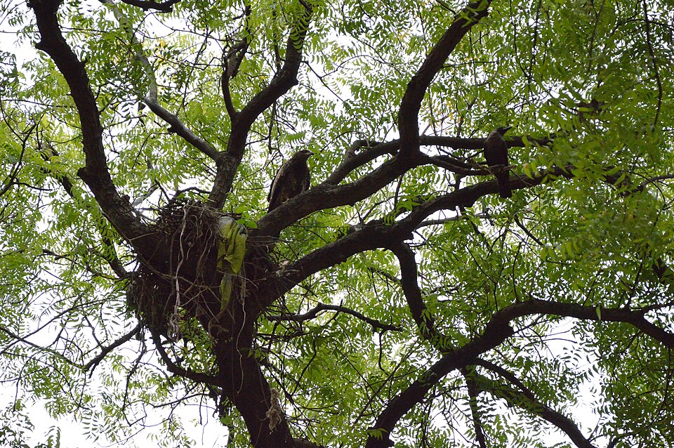Azadirachta indica (Neem Tree) (alternate view 6)