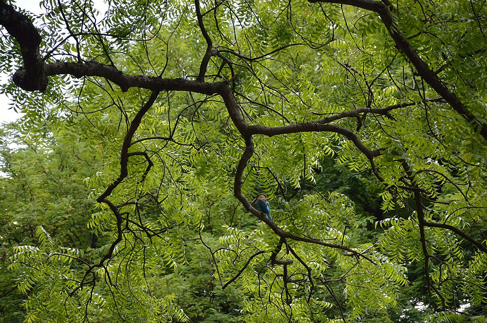 Azadirachta indica (Neem Tree) (alternate view 7)