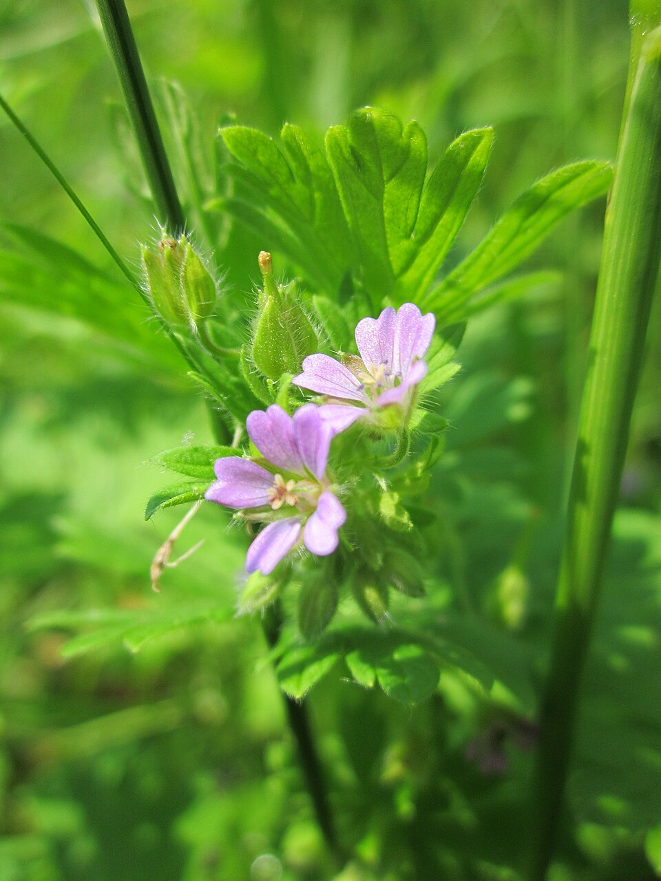 Geranium pusillum (Small-flowered Crane's-bill)