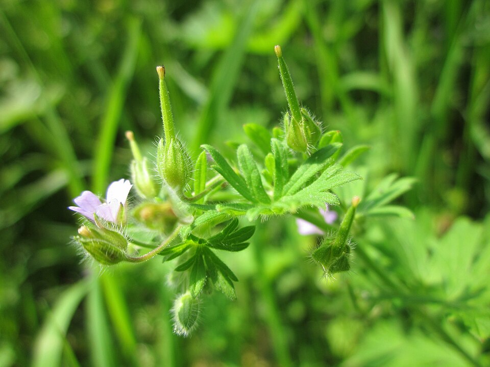 Geranium pusillum (Small-flowered Crane's-bill)