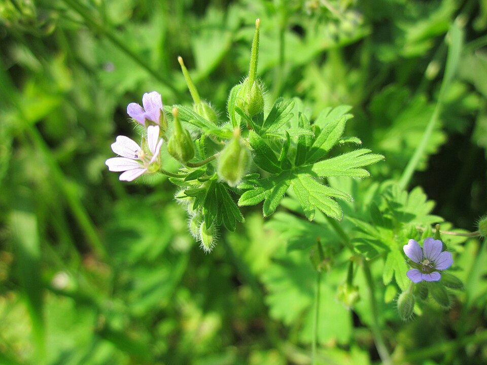 Geranium pusillum (Small-flowered Crane's-bill)