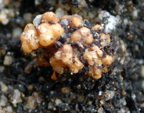 Cycas circinalis (queen sago) (alternate view 8)
