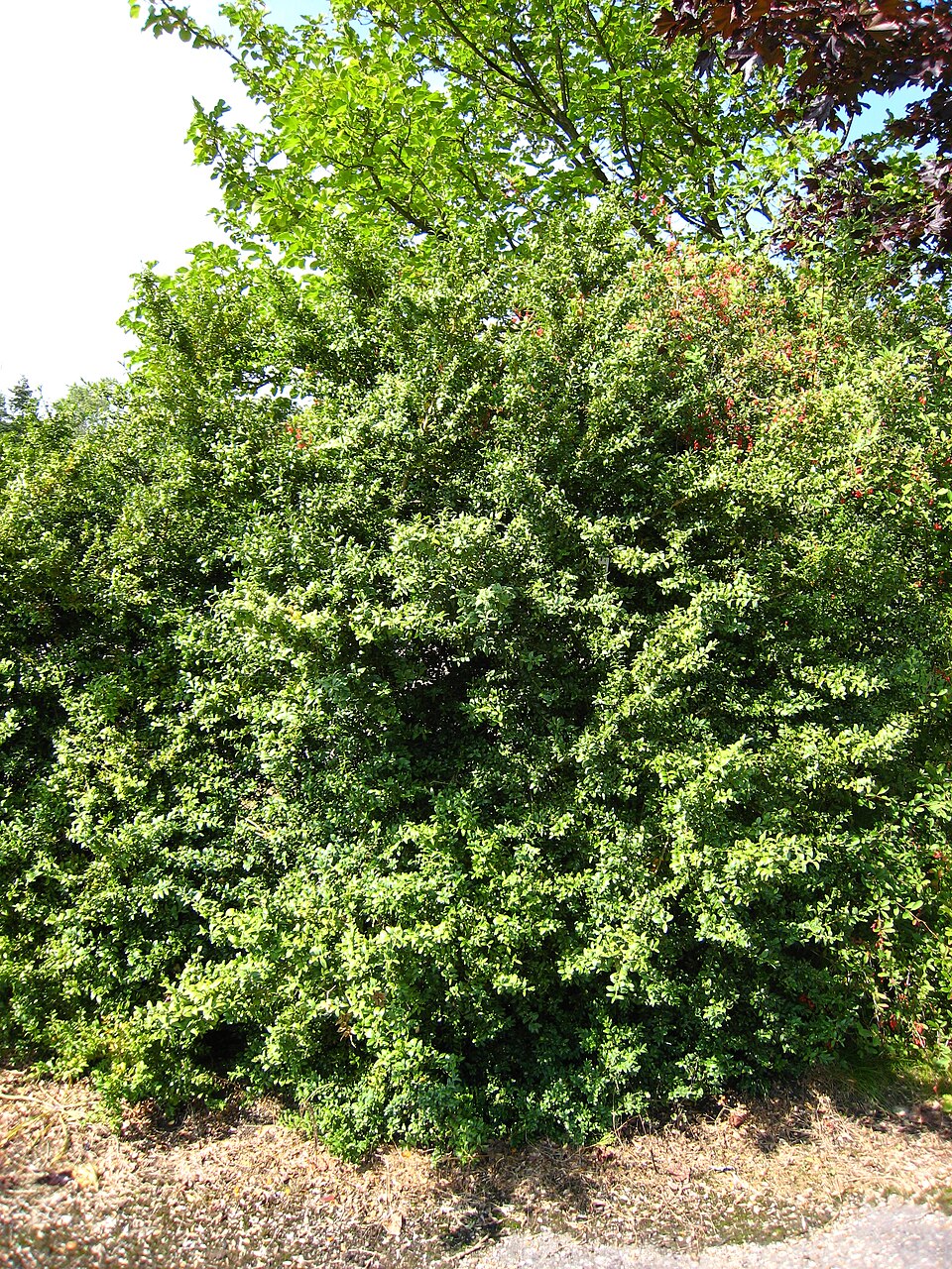 Buxus sempervirens (English Boxwood) (alternate view 10)