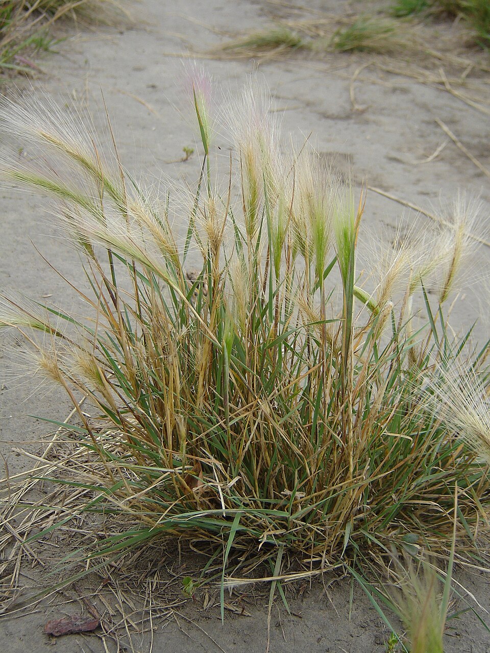 Hordeum jubatum (foxtail barley) (alternate view 6)