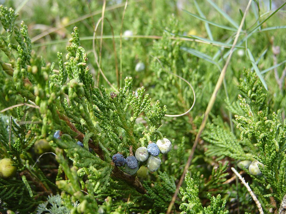 Juniperus horizontalis (creeping juniper) (alternate view 6)