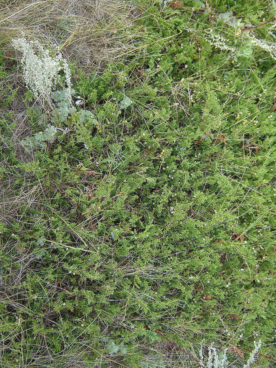 Juniperus horizontalis (creeping juniper) (alternate view 7)