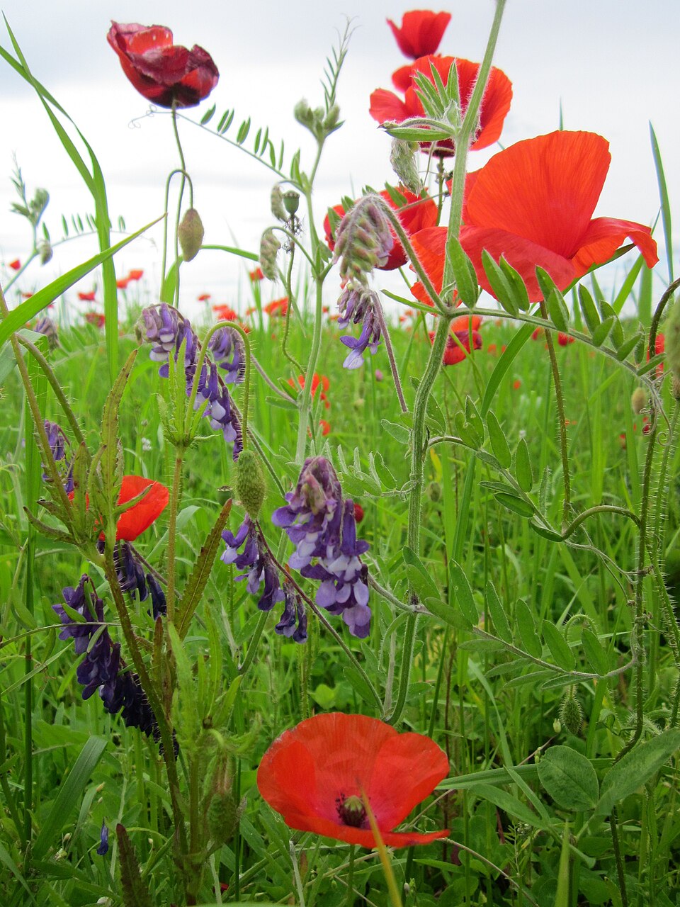 Vicia cracca (tufted vetch)