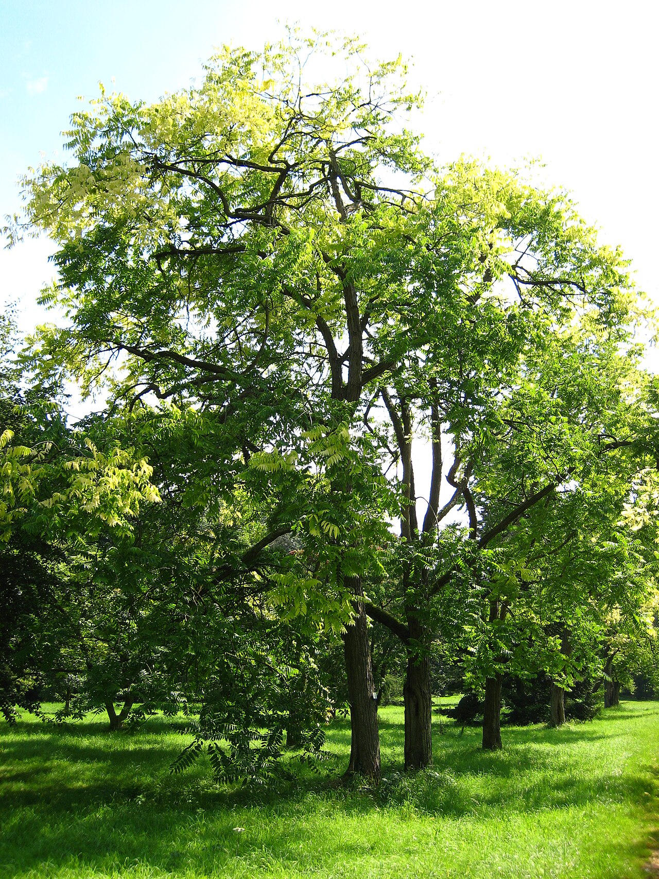 Toona sinensis, Chinese toon — upright deciduous (Meliaceae) (image 3 of 10)