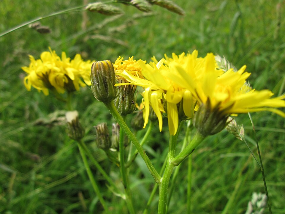 Crepis biennis (Rough Hawk's-beard)