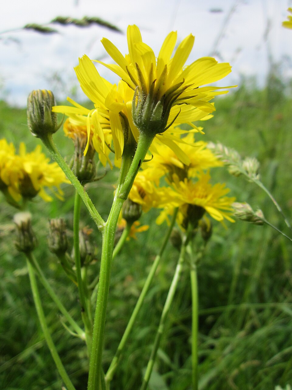 Crepis biennis (Rough Hawk's-beard)