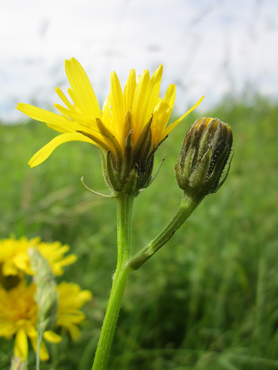 Crepis biennis (Rough Hawk's-beard)