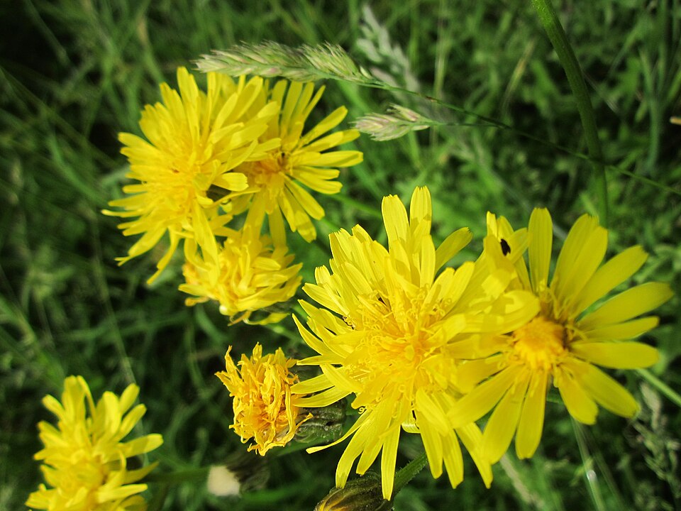 Crepis biennis (Rough Hawk's-beard)