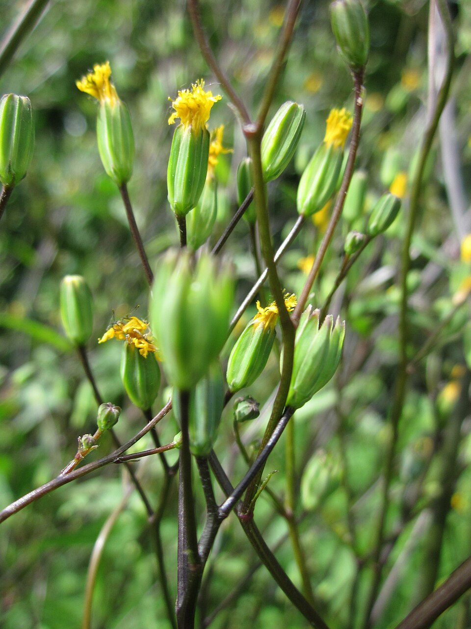 Lapsana communis (nipplewort)