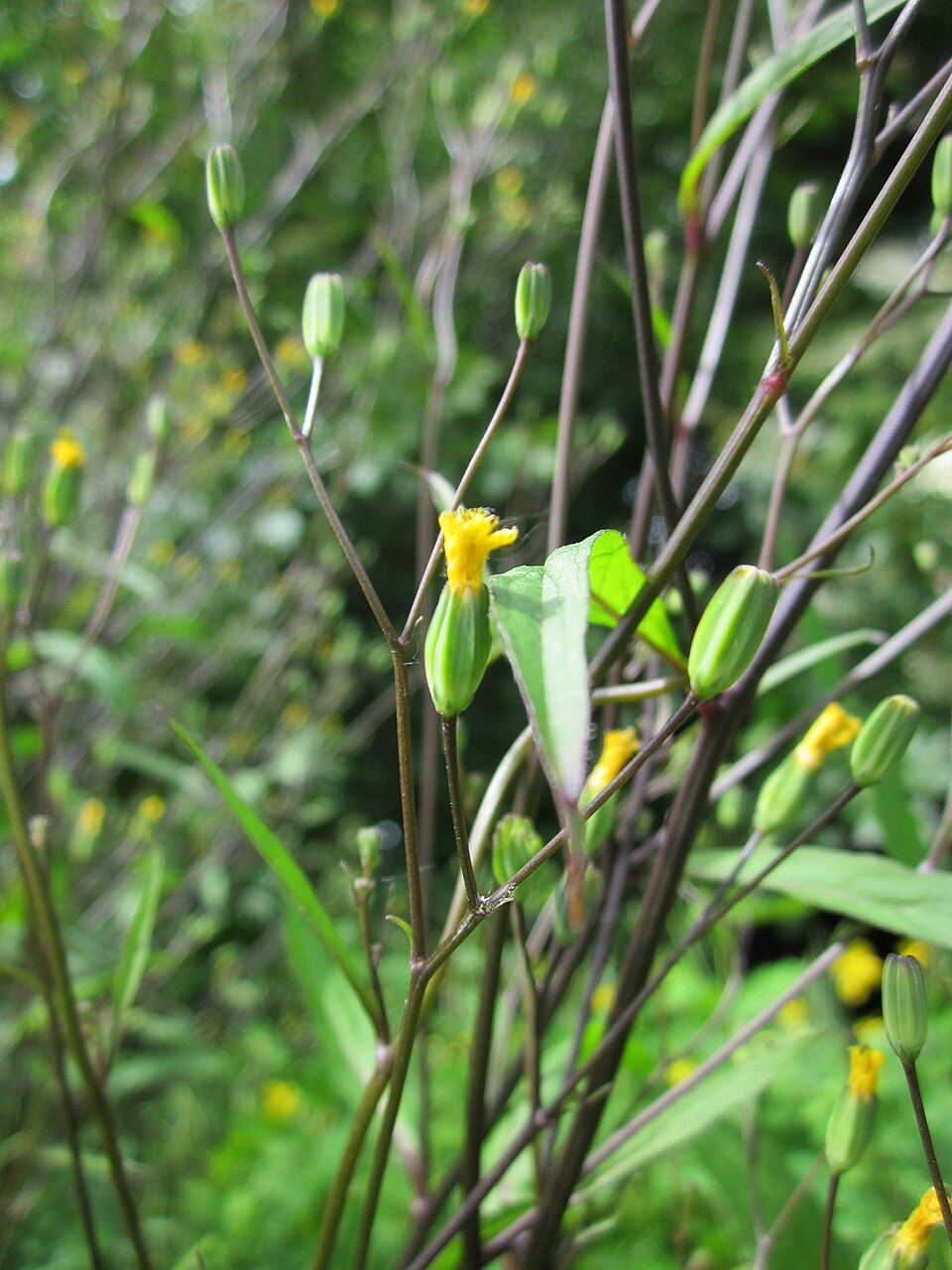 Lapsana communis (nipplewort)