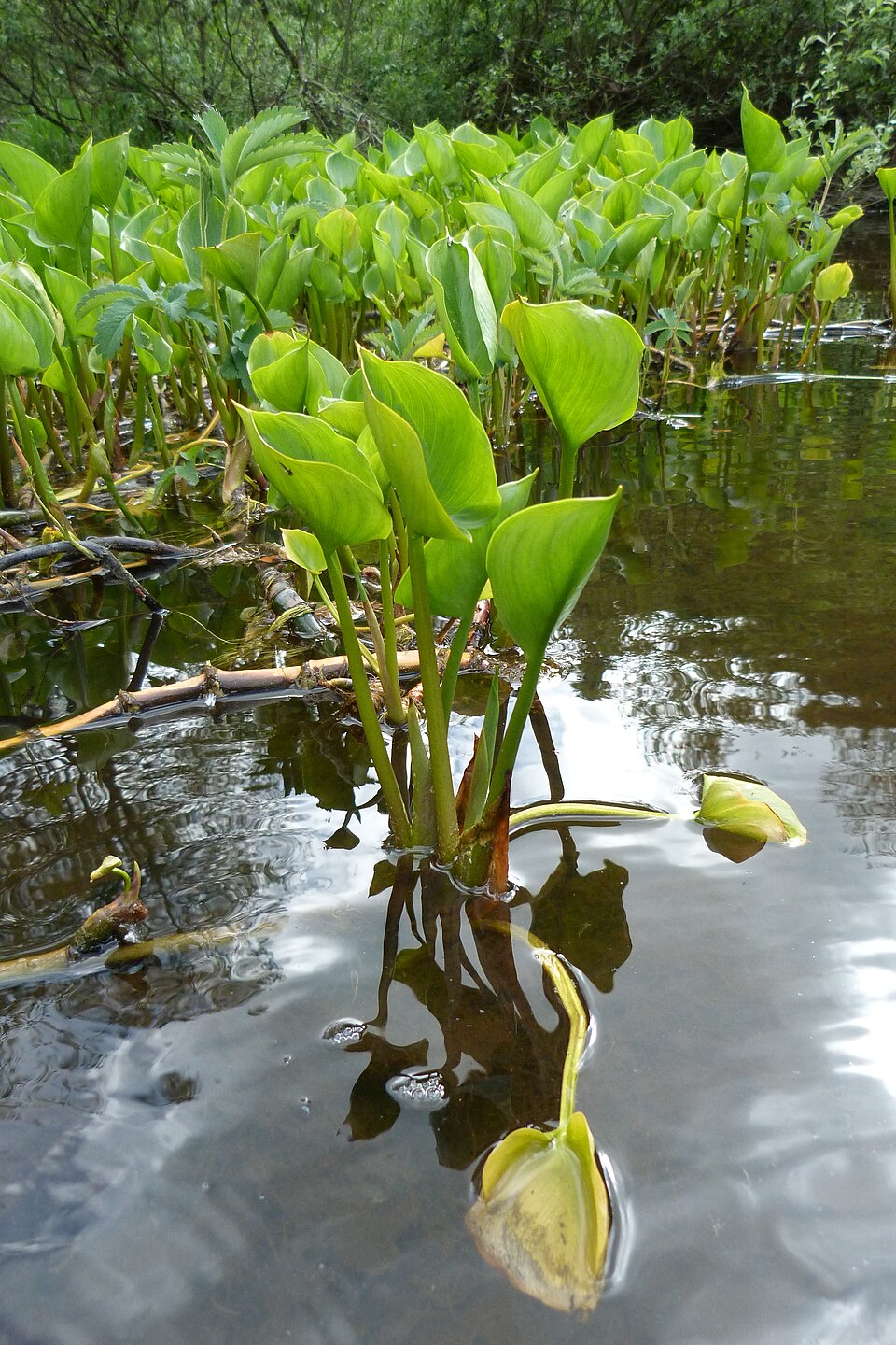 Calla palustris (marsh calla) (alternate view 12)