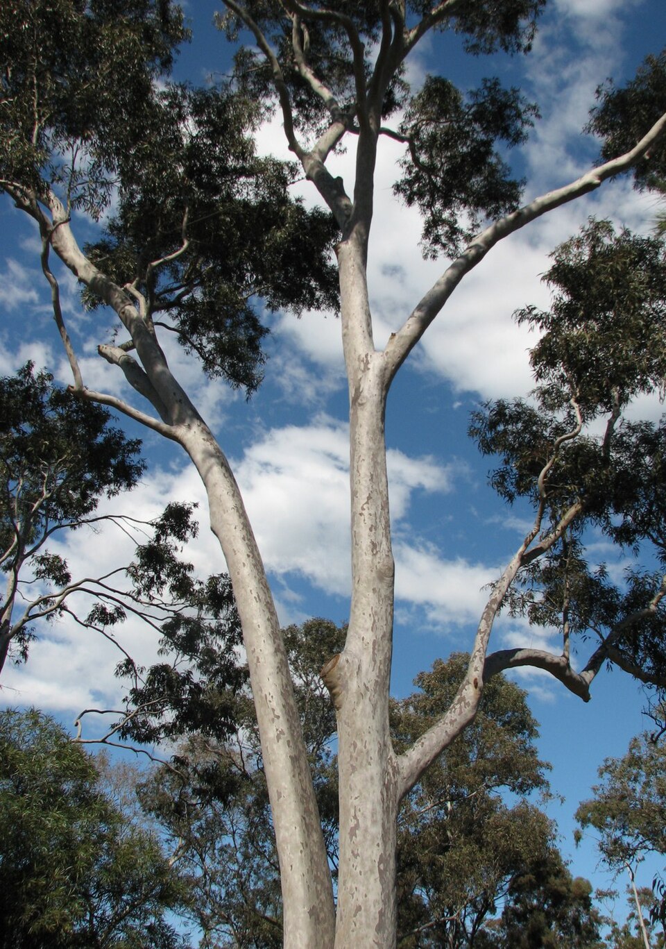 Corymbia maculata (Spotted Gum) (alternate view 5)