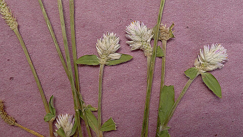 Gomphrena celosioides (prostrate globe-amaranth) (alternate view 6)