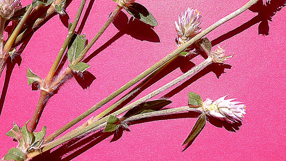Gomphrena celosioides (prostrate globe-amaranth) (alternate view 7)