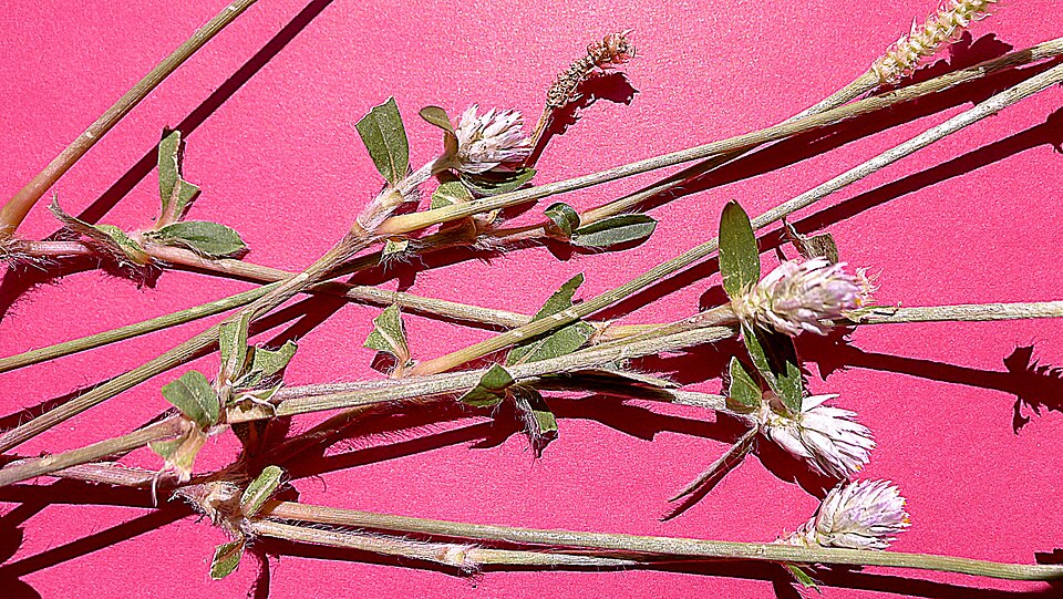 Gomphrena celosioides (prostrate globe-amaranth) (alternate view 8)