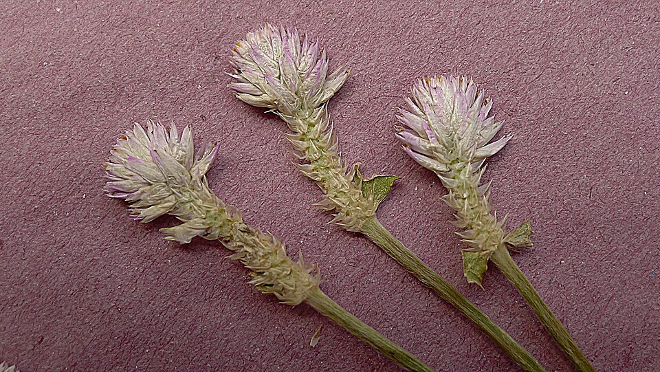 Gomphrena celosioides (prostrate globe-amaranth) (alternate view 9)