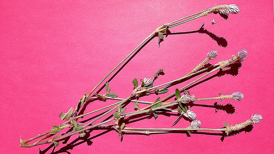 Gomphrena celosioides (prostrate globe-amaranth) (alternate view 10)