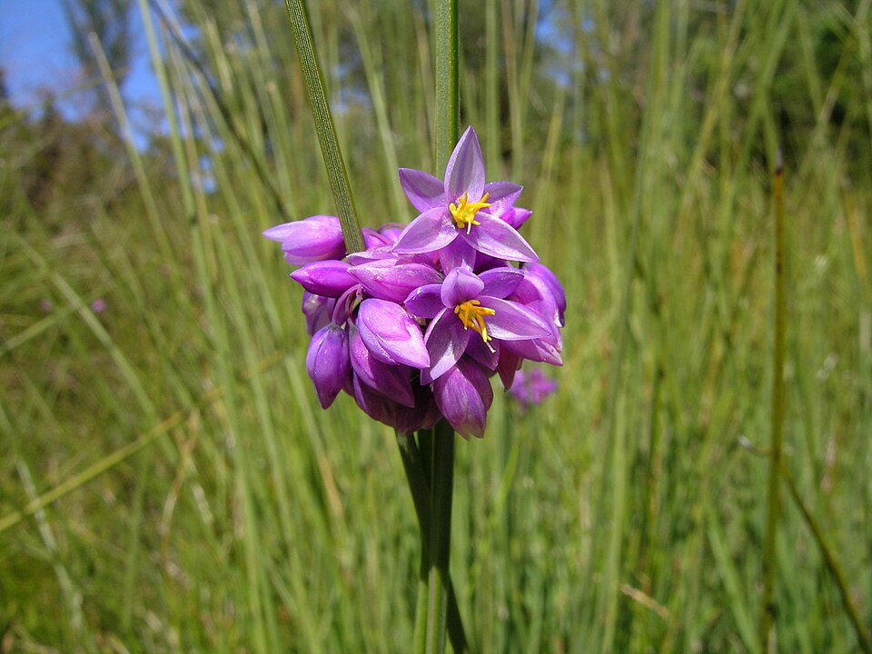Sowerbaea juncea (Rush Lily)