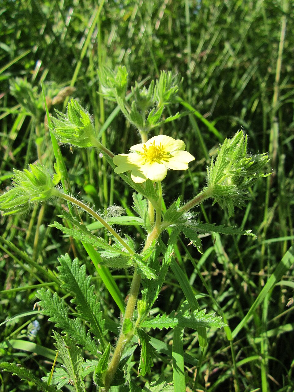 Potentilla recta (sulfur cinquefoil) (alternate view 9)