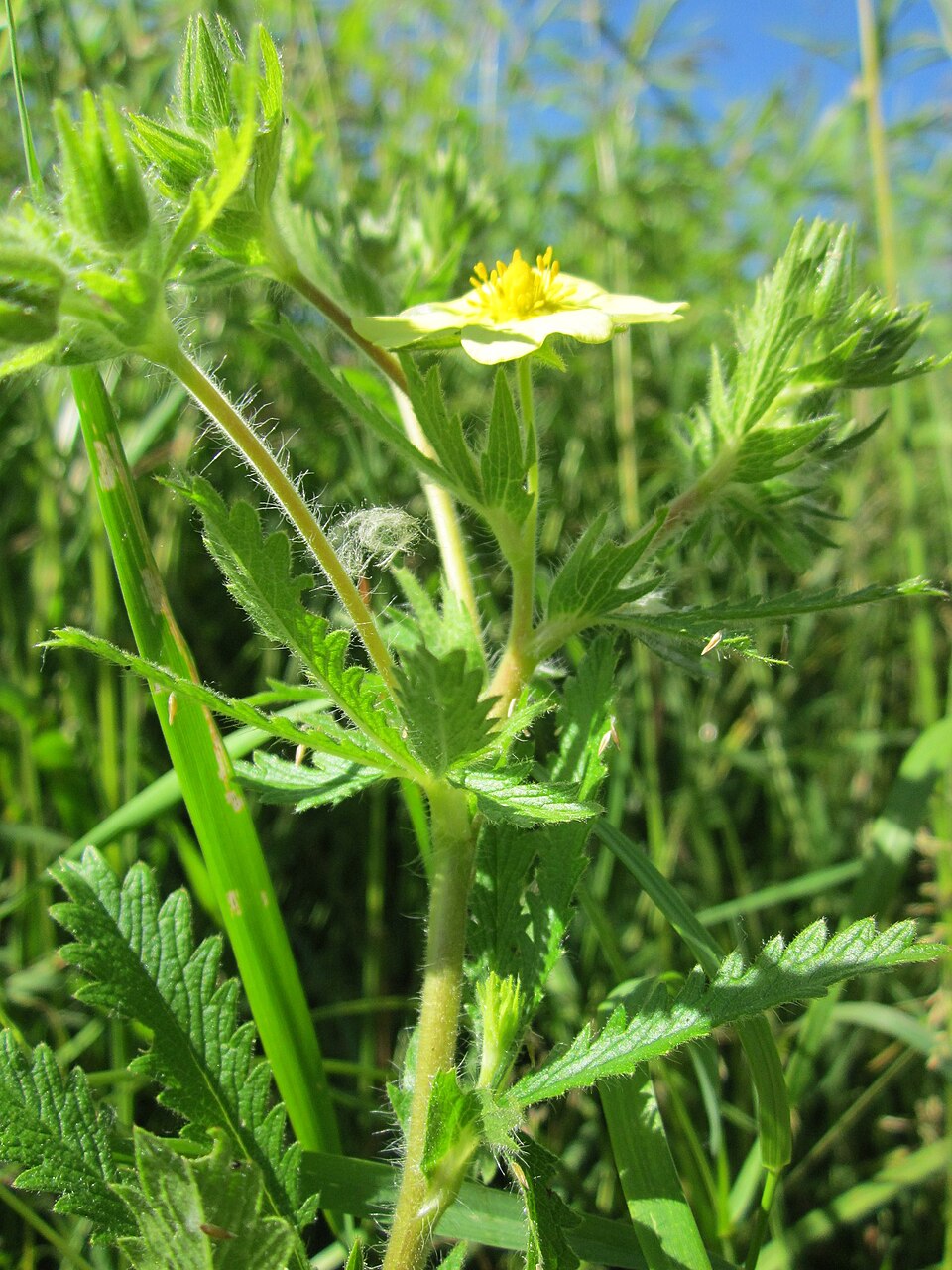 Potentilla recta (sulfur cinquefoil) (alternate view 10)
