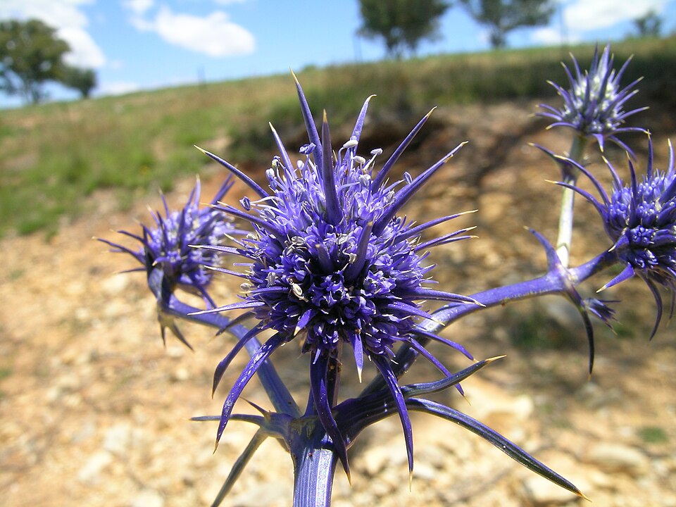 Eryngium ovinum (blue devil) (alternate view 3)