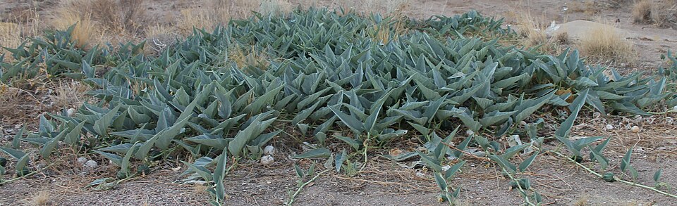Cucurbita foetidissima (Buffalo Gourd) (alternate view 6)