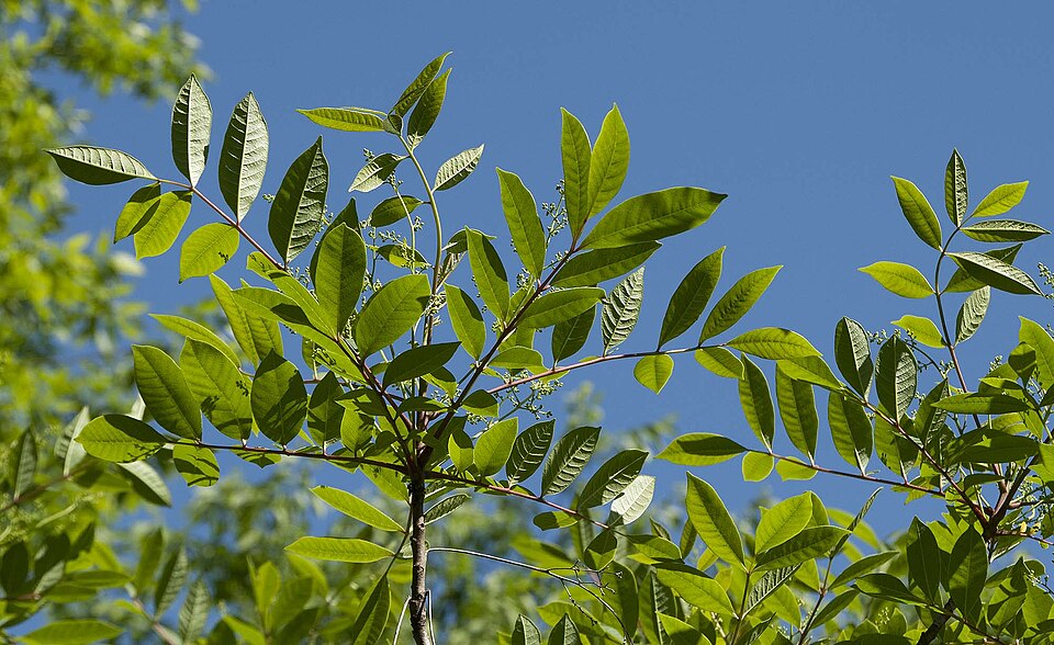 Toxicodendron vernix (poison sumac) (alternate view 8)