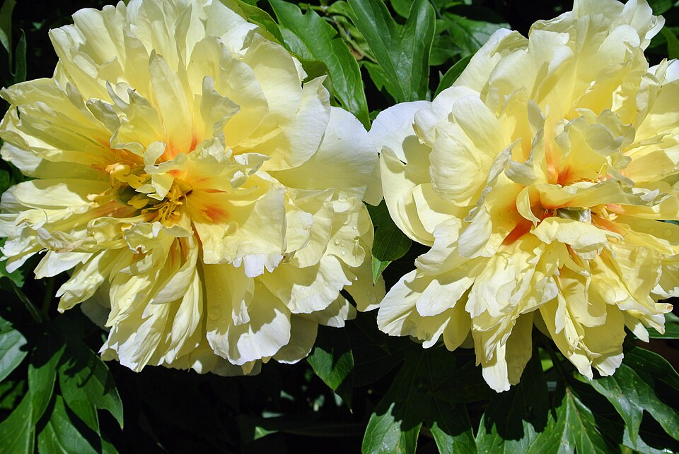 Paeonia x 'Bartzella' (Bartzella Peony)