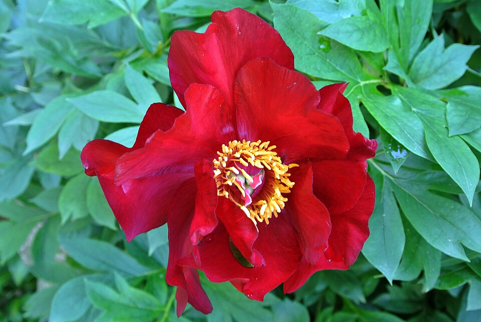Paeonia 'Scarlet Heaven' (Scarlet Heaven Itoh Peony)