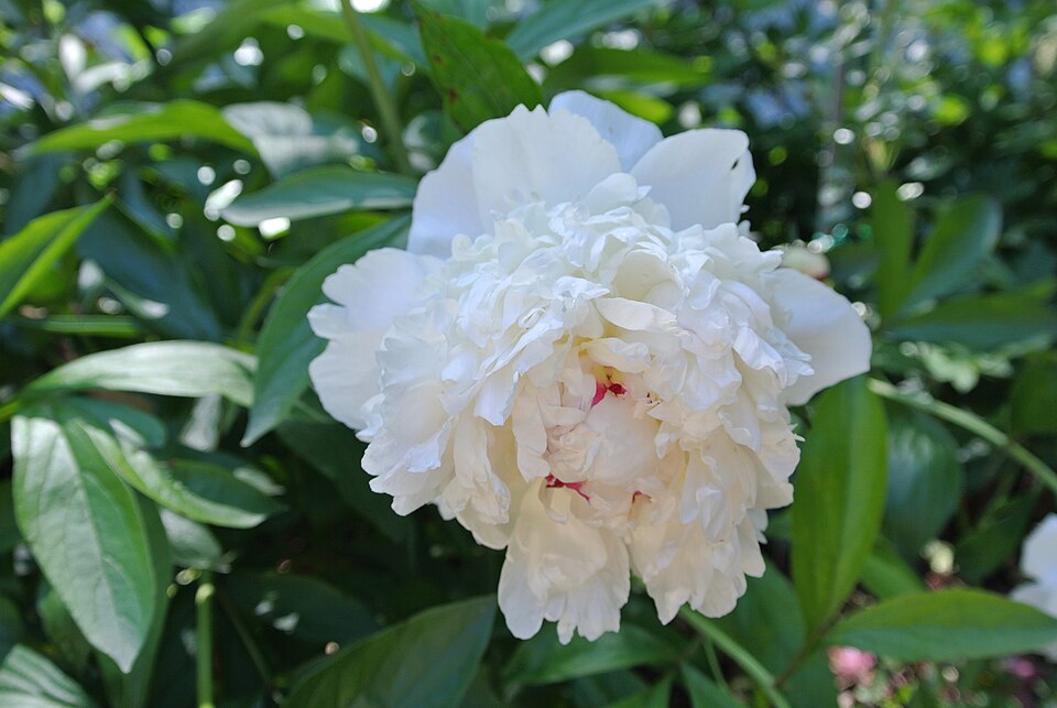 Paeonia 'Madame de Verneville' (Madame de Verneville Peony)